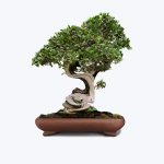 Juniper Bonsai